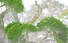 冬