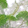 冬