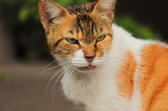 秋葉原の猫　その１