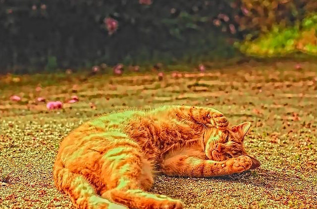 ゴロにゃん