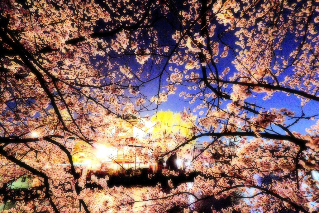 夜桜