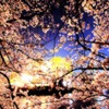 夜桜