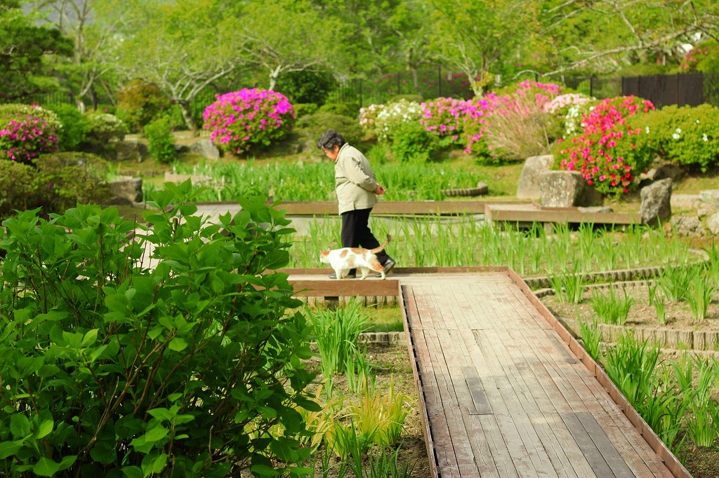 岩国にて　老婆と猫
