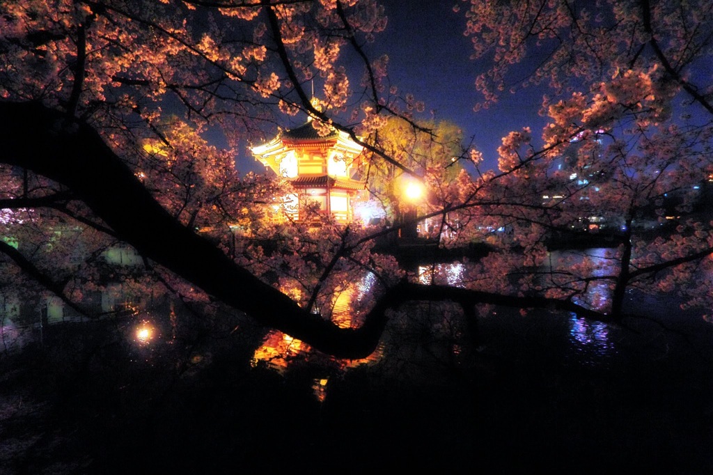 上野夜桜