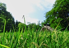 IMG_8570.CR2