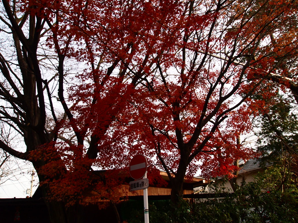 P1050018