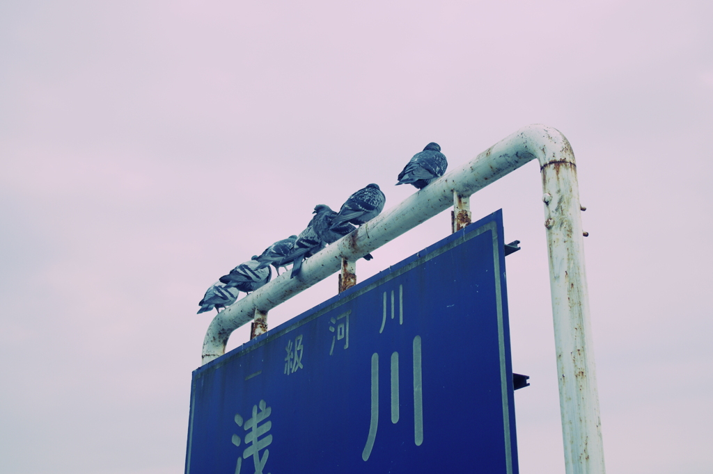 集まってきたよ