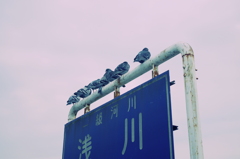 集まってきたよ