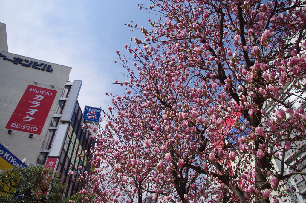 その花は・・・