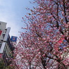 その花は・・・