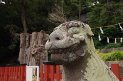 IMGP5309