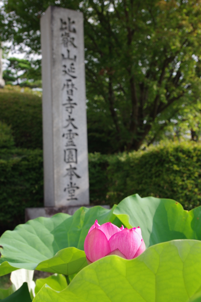 Lotus