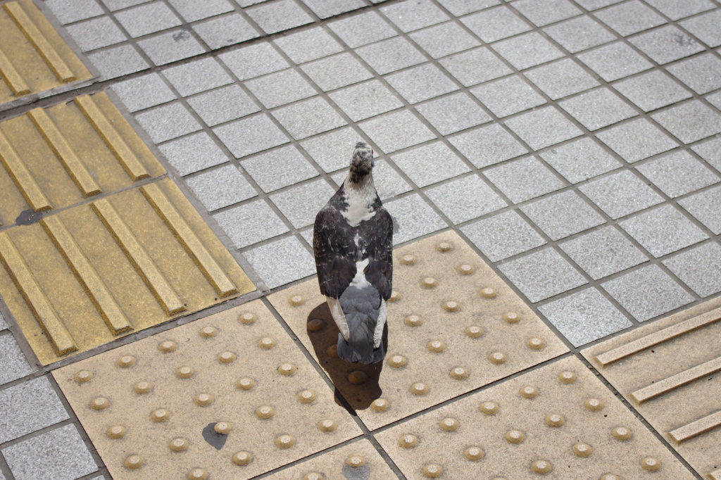 ハト・・・？