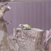 とのさま
