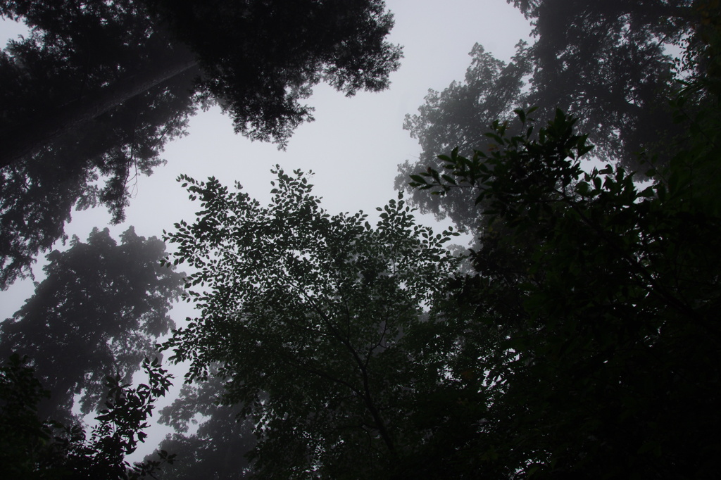 霧