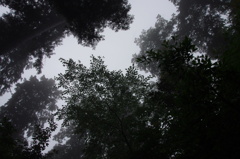 霧