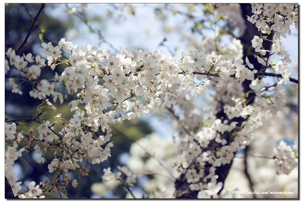 上海の桜