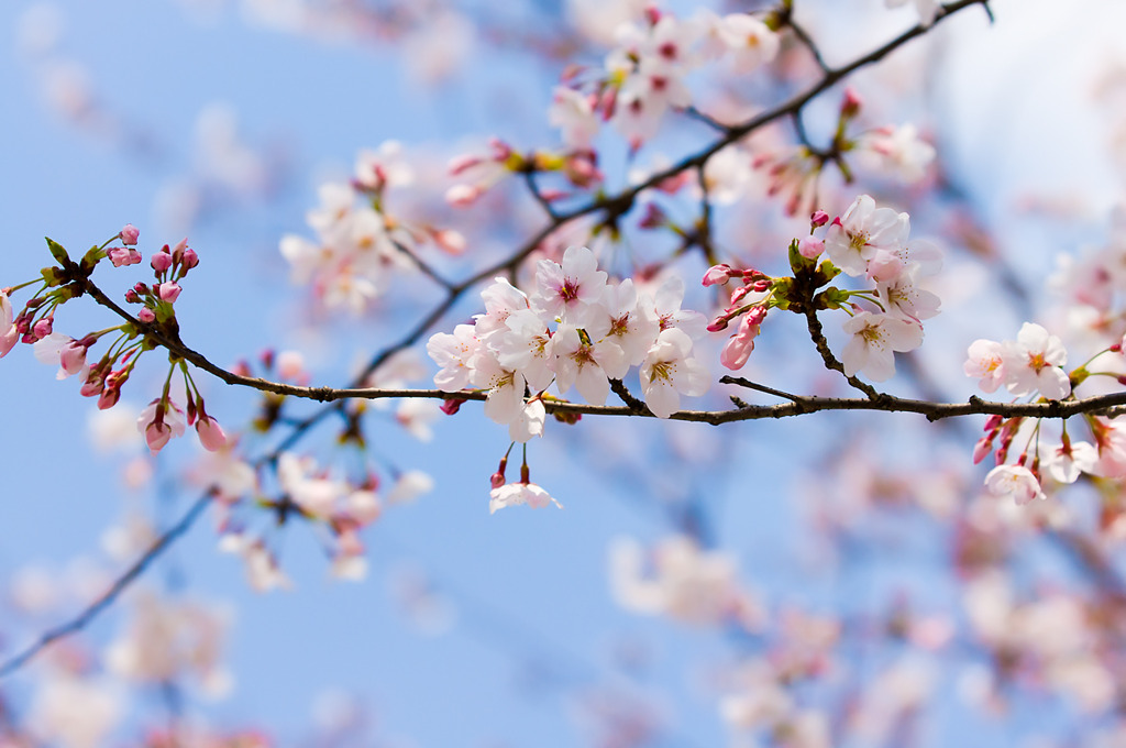 上海の桜