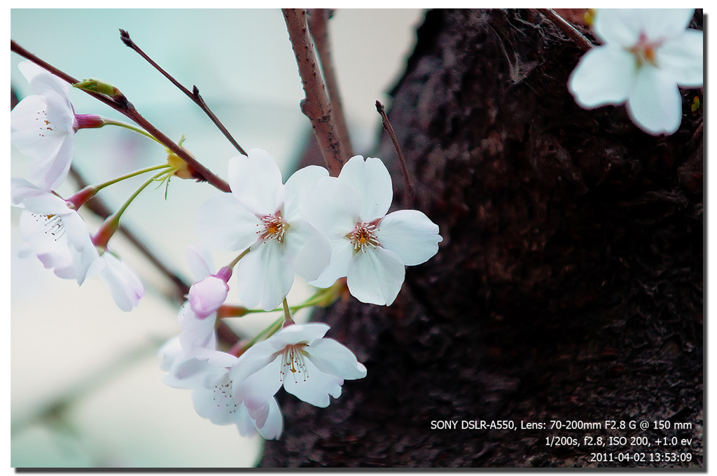 桜