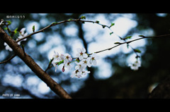 桜