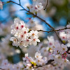 上海の桜