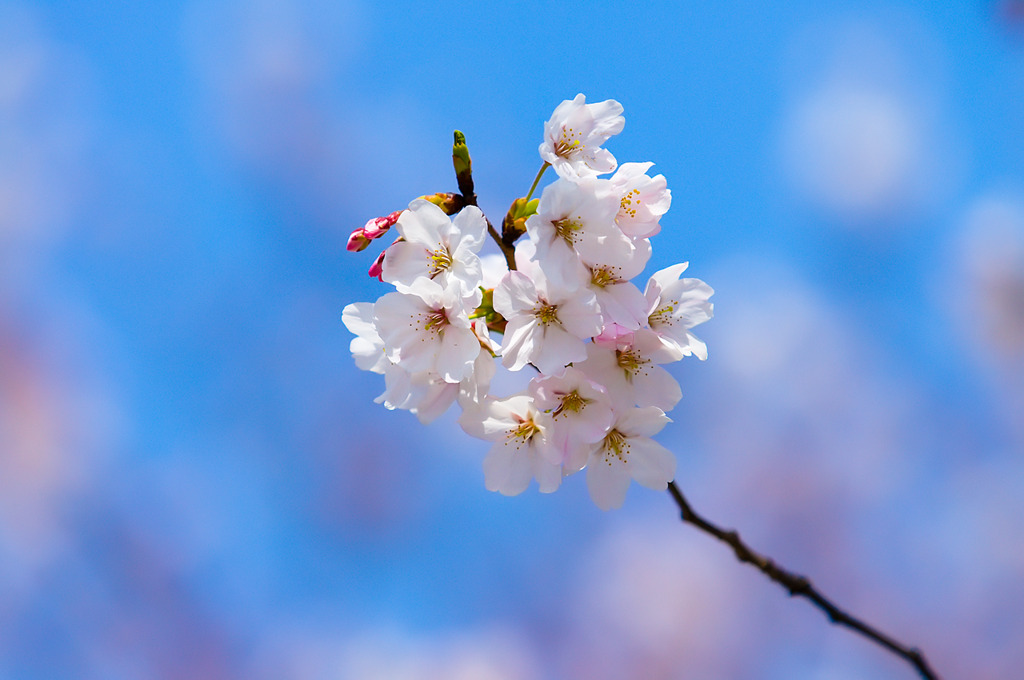 上海の桜