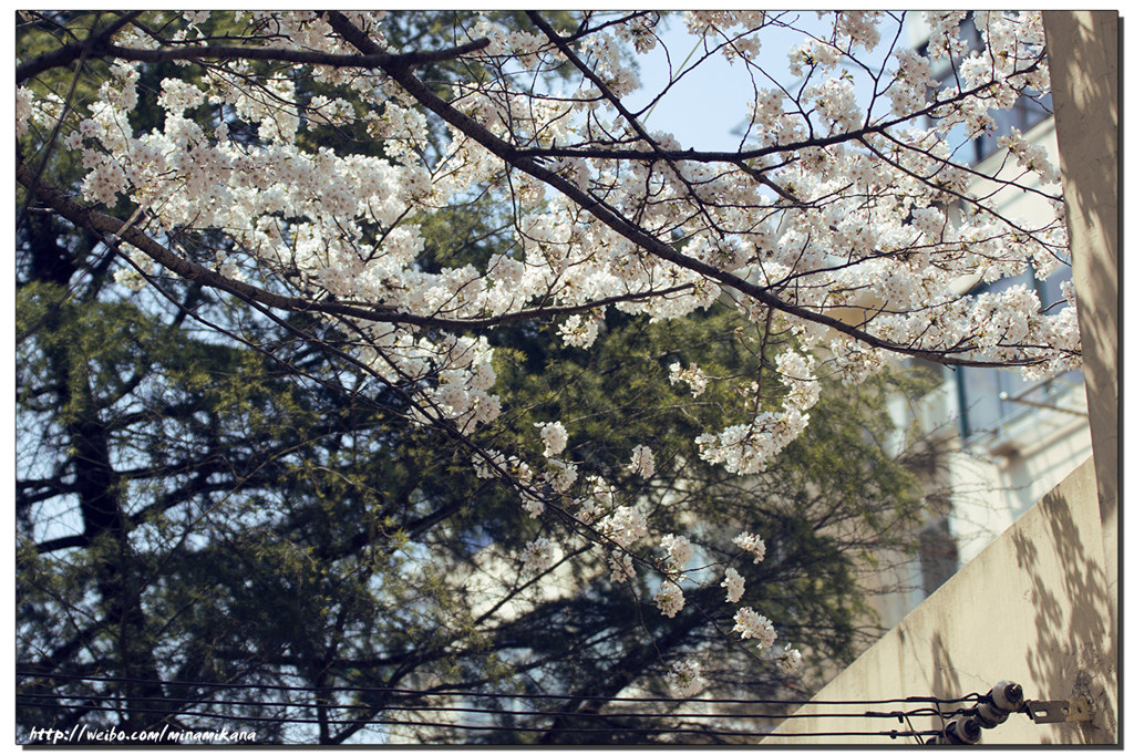 上海の桜