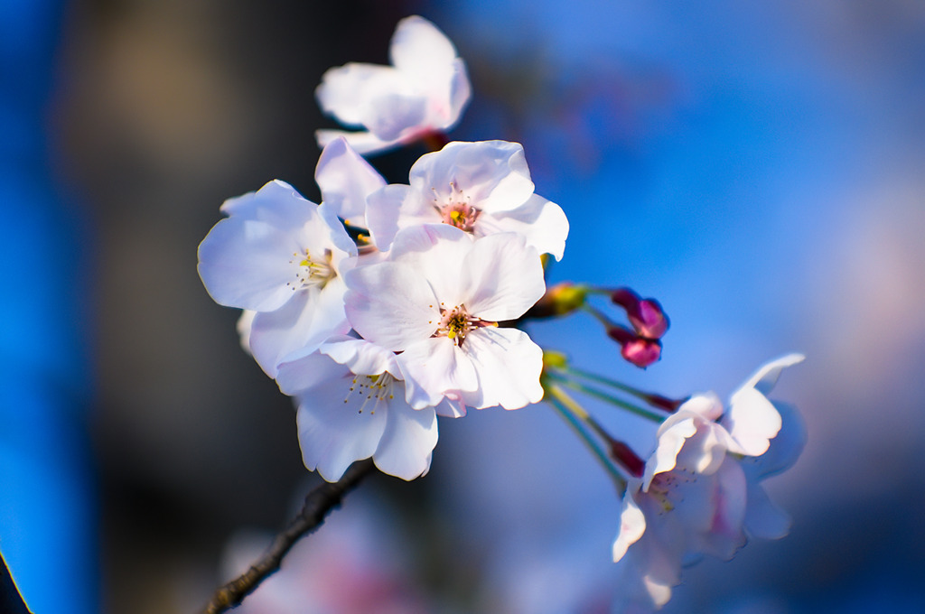 上海の桜