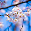 上海の桜