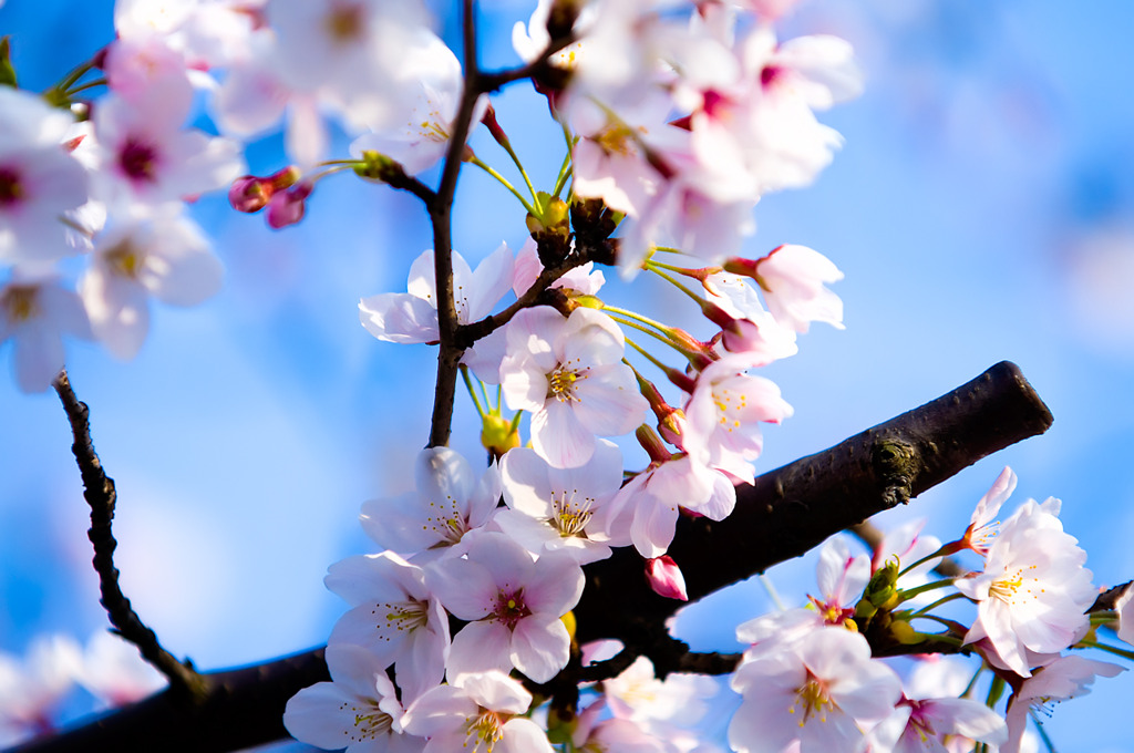 上海の桜