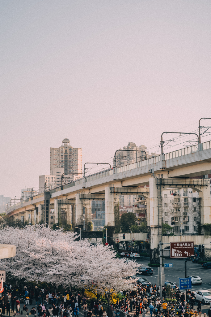 上海の春
