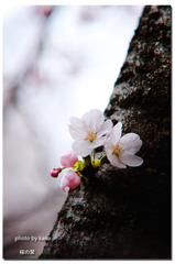 桜