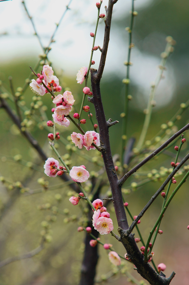 春の花