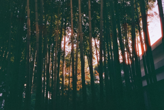 lomo