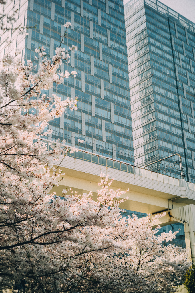 上海の春