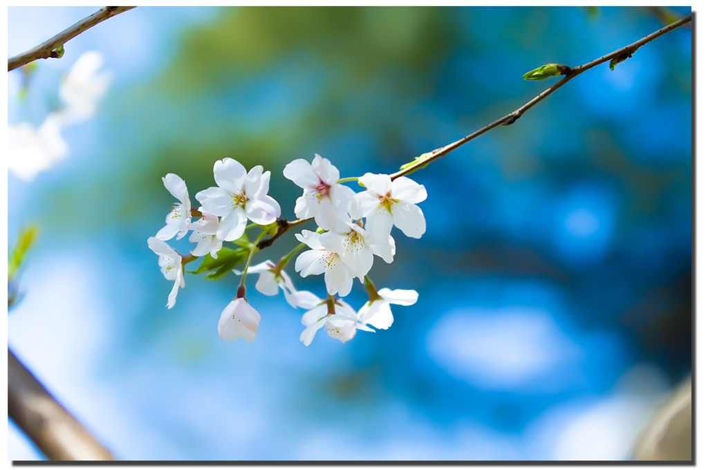 桜 