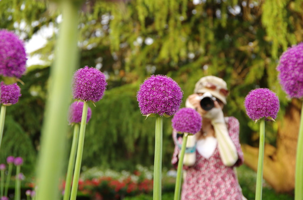 どっちが花？