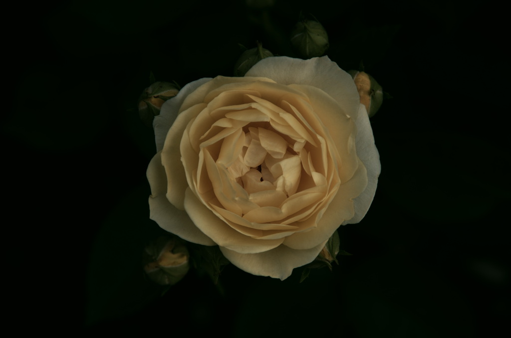 Golden Rose