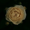 Golden Rose