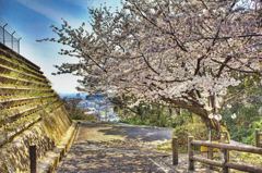 桜