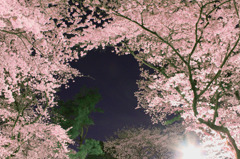 さくら