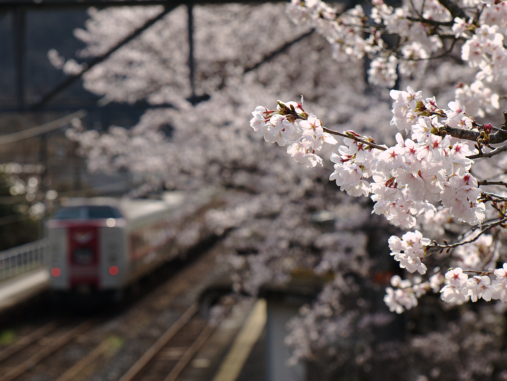 桜とやくも号