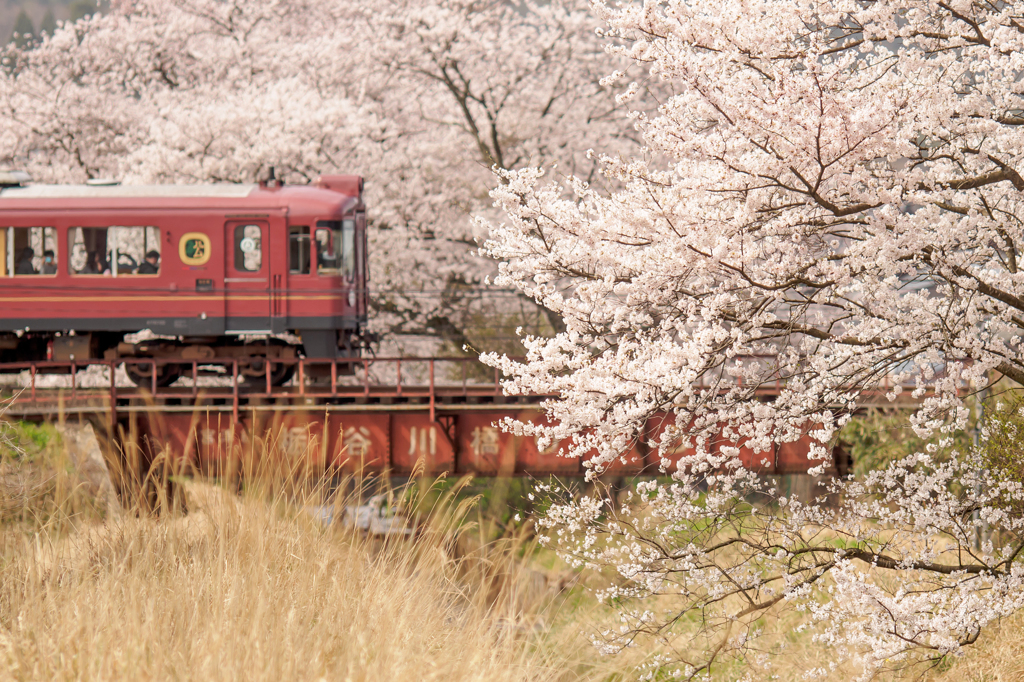 桜爛漫