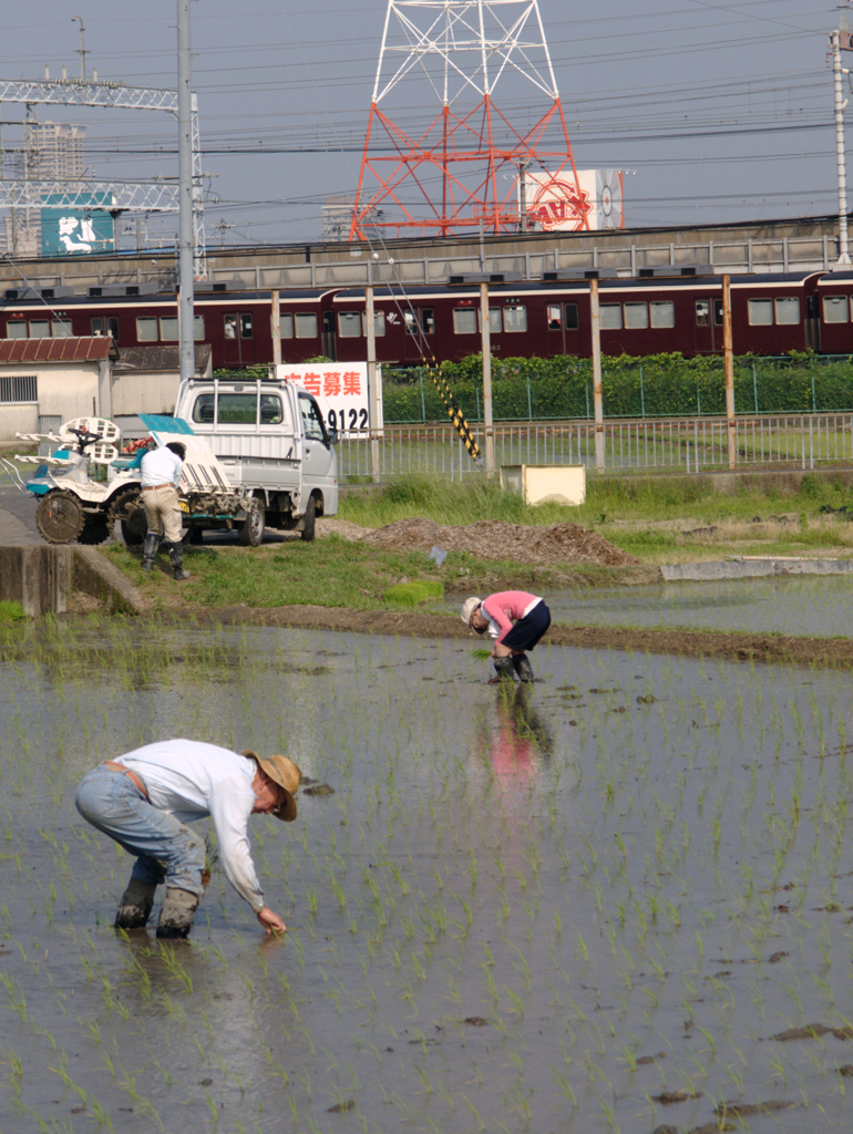 田植え1