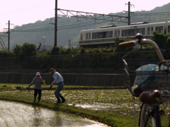 田植え4