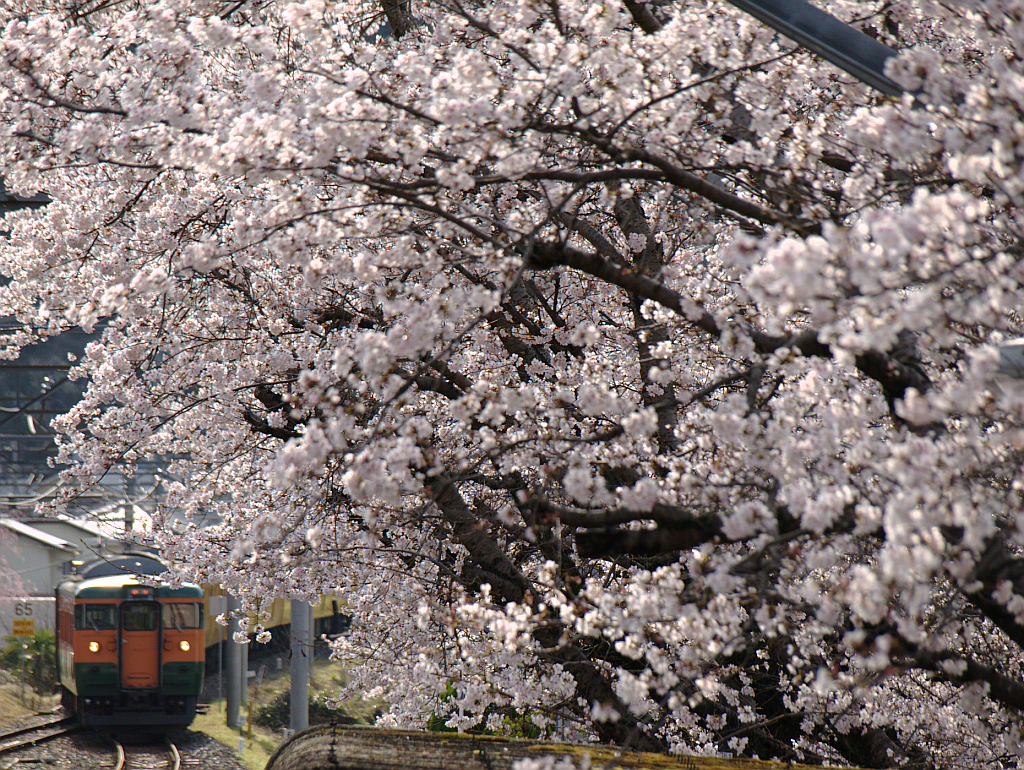 桜と湘南電車