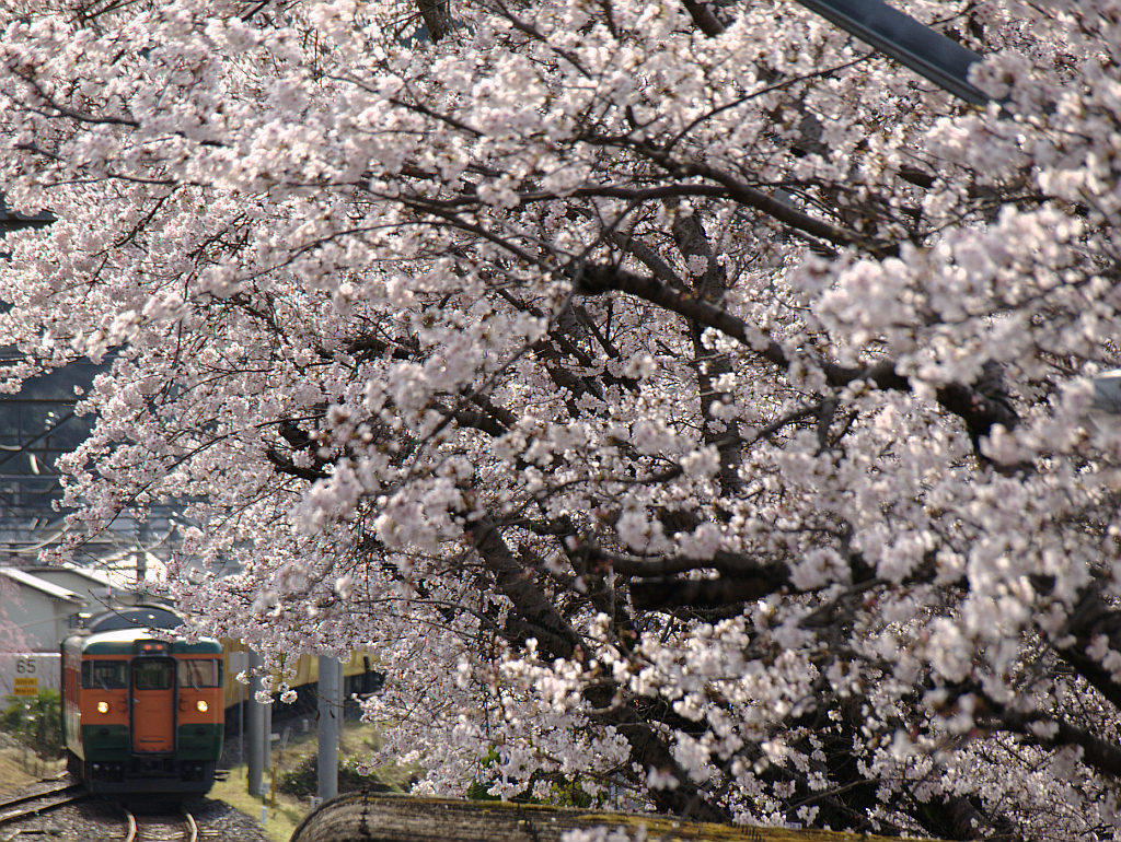 桜と湘南電車