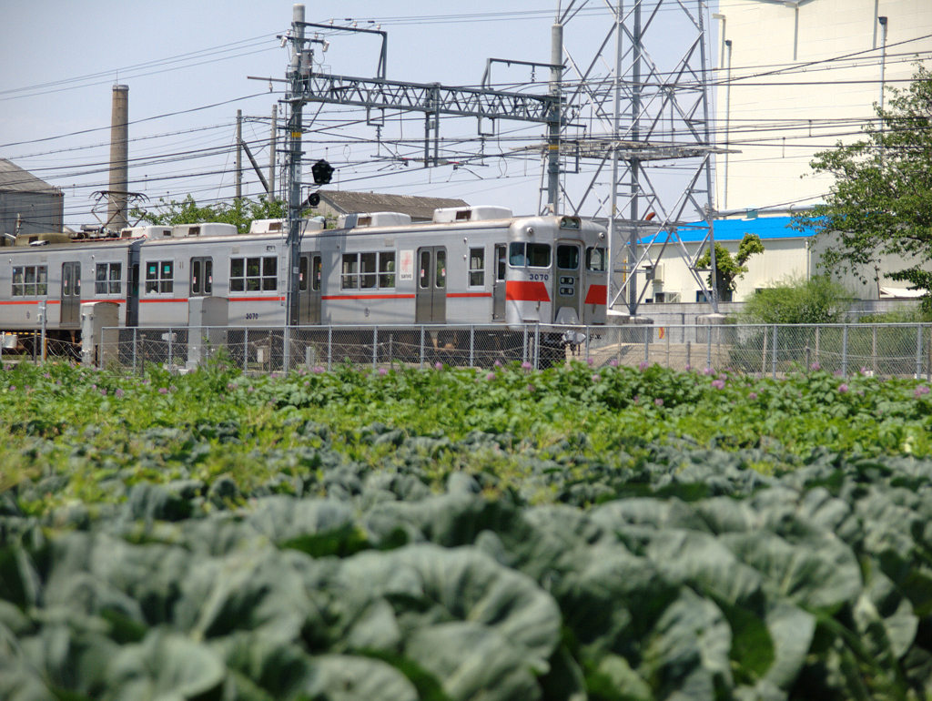 キャベツ畑と電車