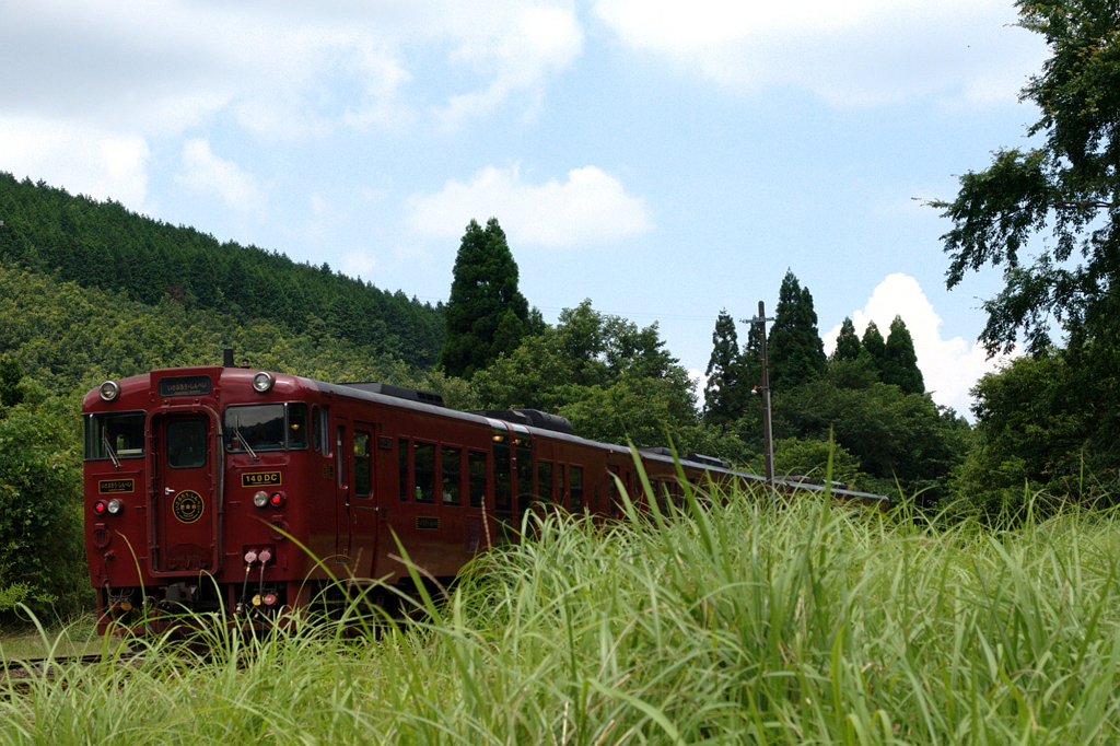 夏草の向こうを