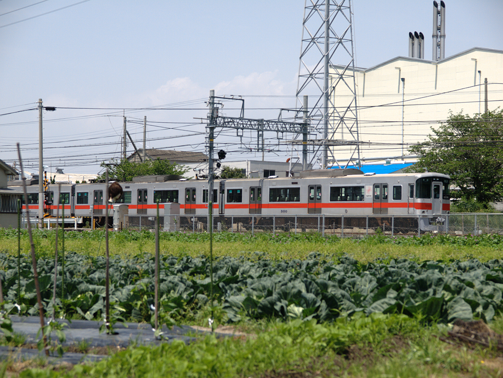 キャベツ畑と電車